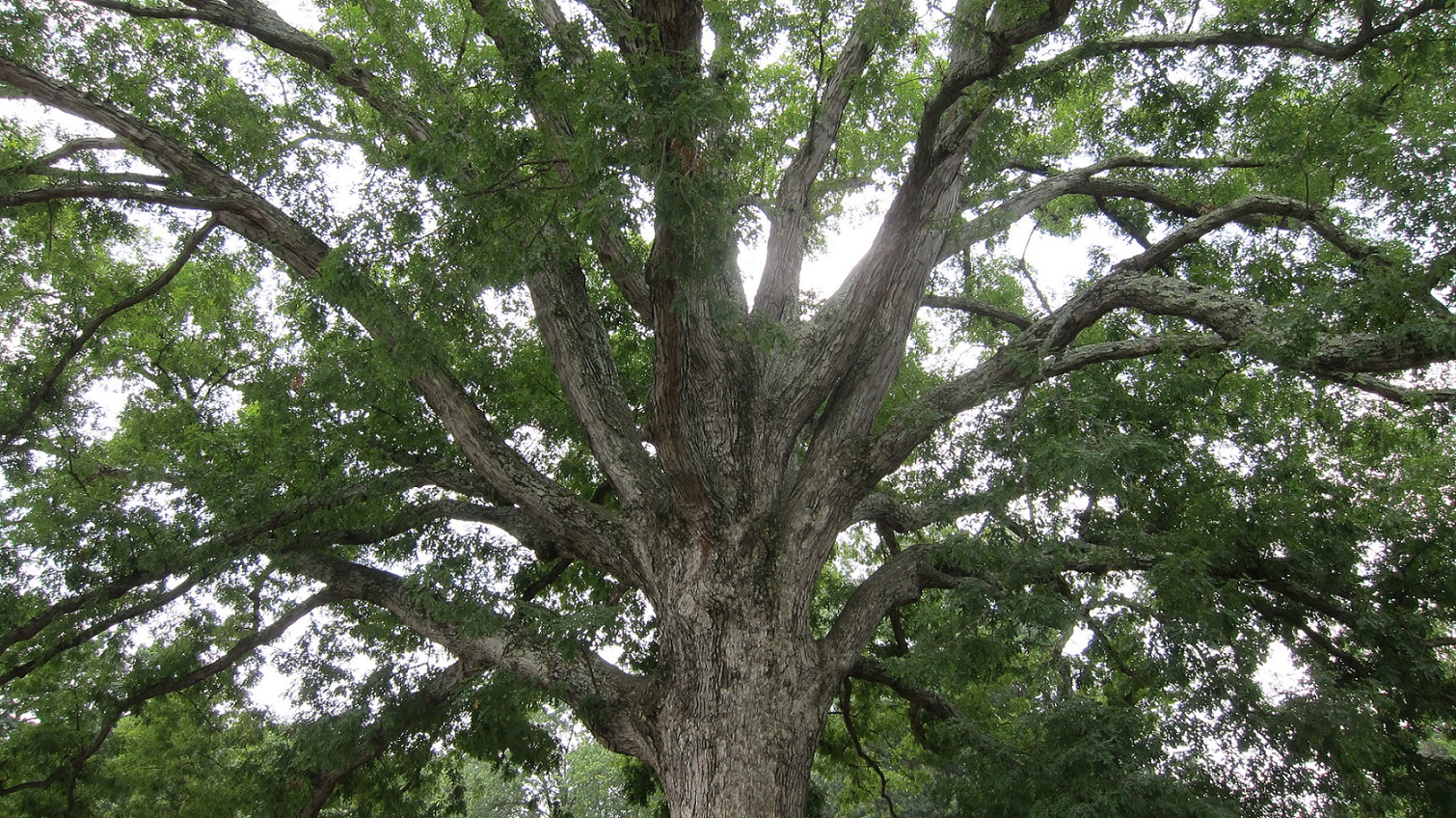 white-oak-tree-acorns